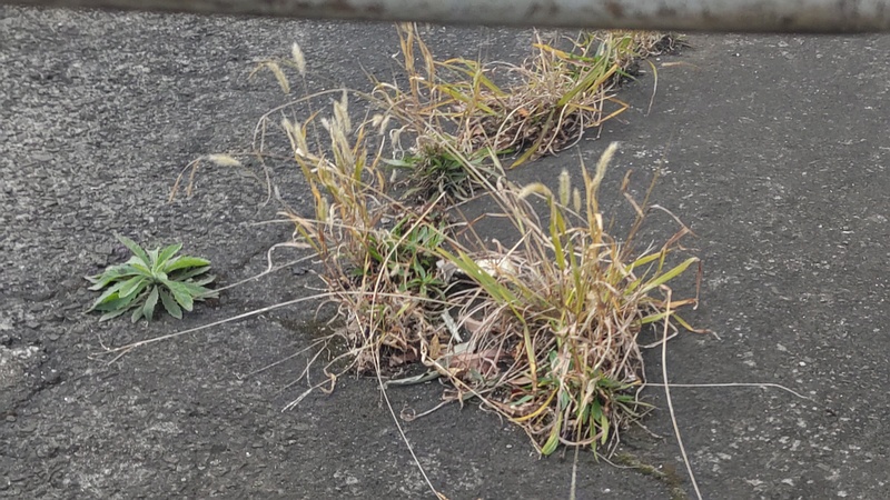 ヘラオオバコとエノコログサ 東京都大田区大和大橋