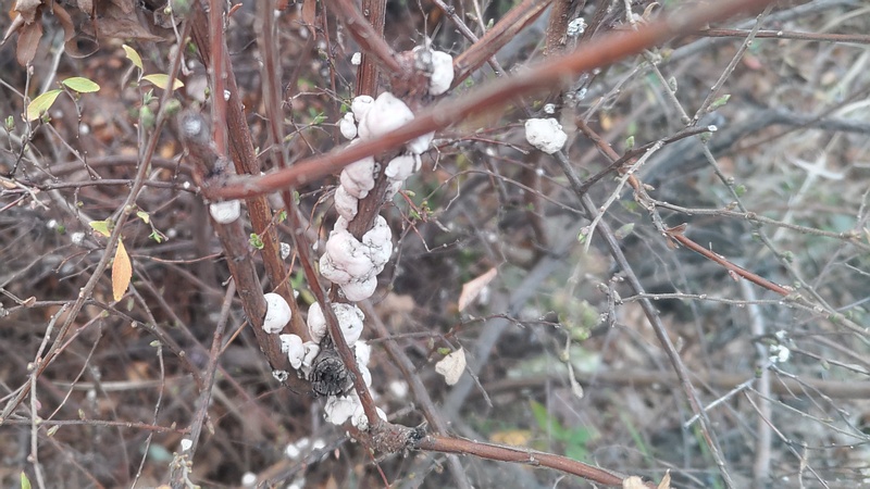 ユキヤナギのツノロウムシ 東京都大田区大和大橋