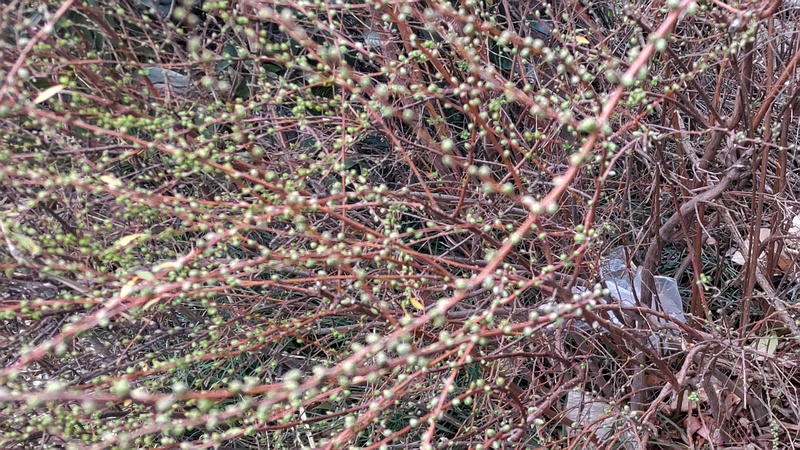 ユキヤナギの蕾 東京都大田区大和大橋