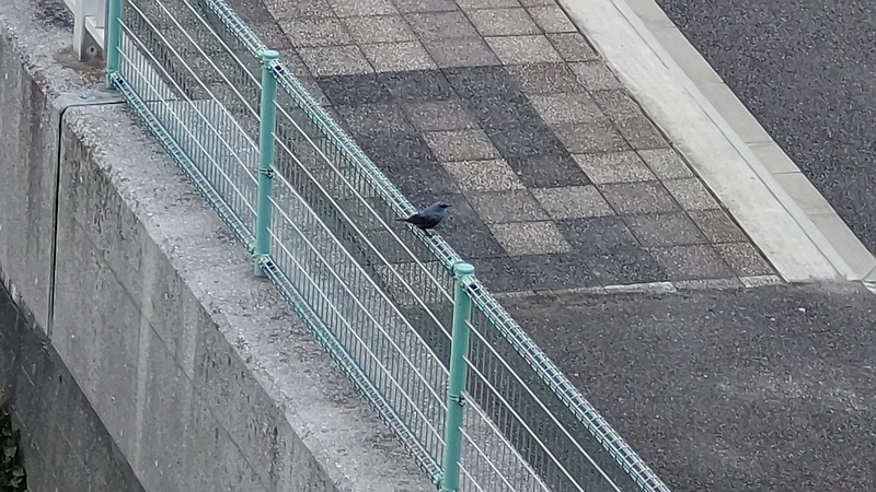 イソヒヨドリ♂ 東京都大田区大和大橋