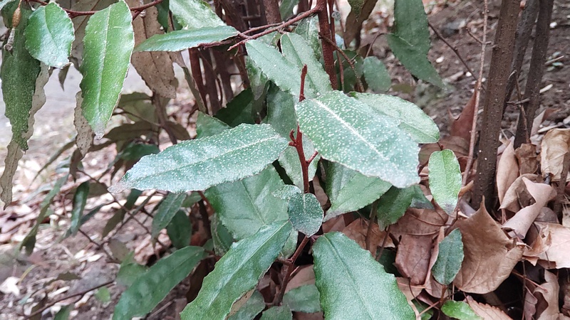 ナワシログミ 東京都大田区平和の森公園