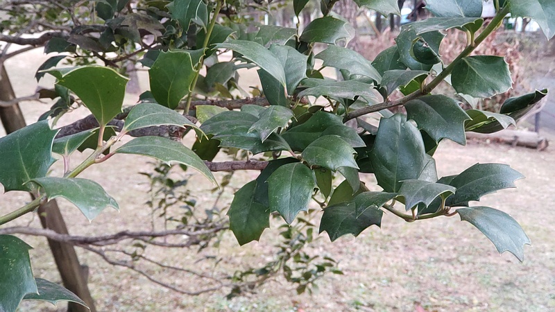 セイヨウヒイラギ 東京都大田区平和島公園