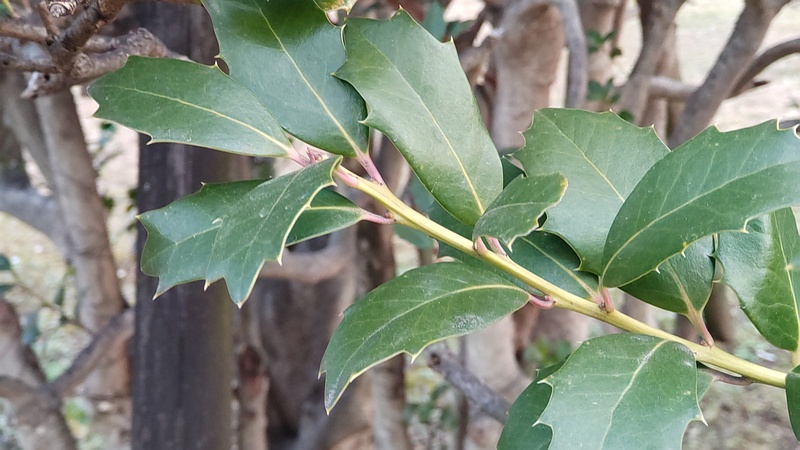 セイヨウヒイラギ 東京都大田区平和島公園