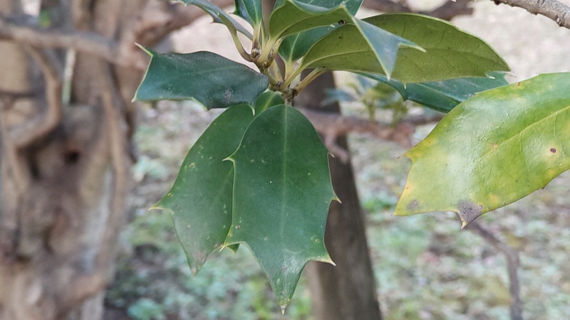 セイヨウヒイラギ 東京都大田区平和島公園