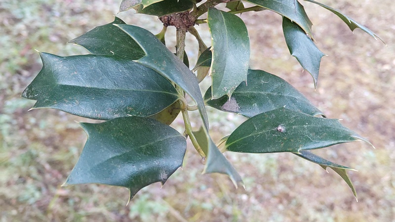 セイヨウヒイラギ 東京都大田区平和島公園