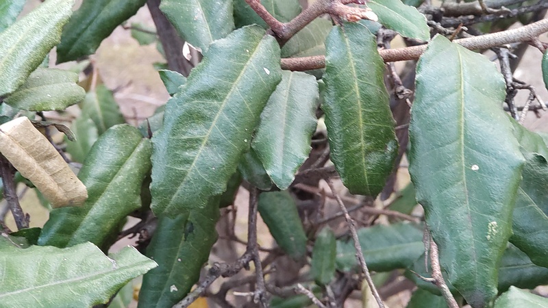 ナワシログミ 東京都大田区平和島公園