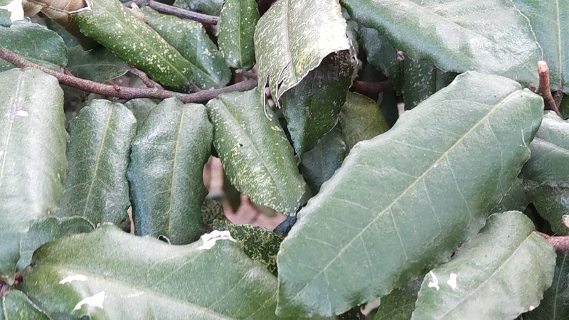 ナワシログミ 東京都大田区平和島公園