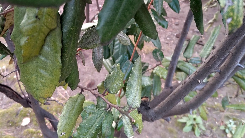 ナワシログミ 東京都大田区平和島公園