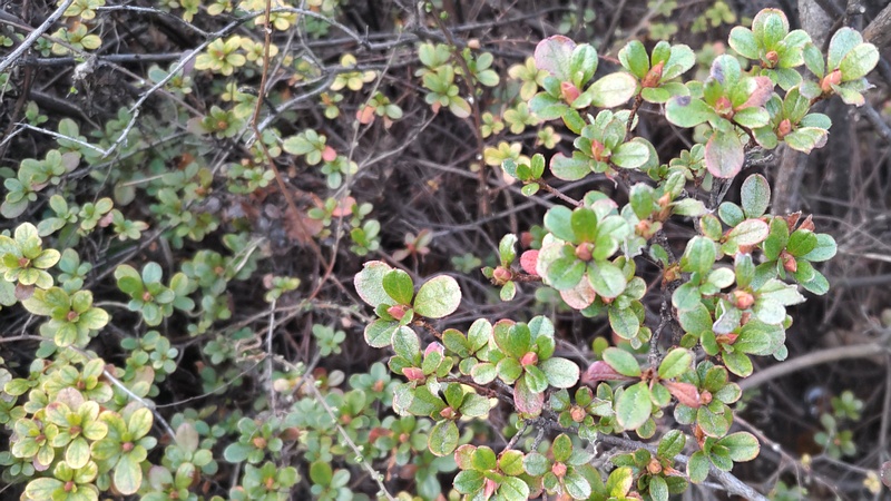 アザレア 東京都大田区平和島