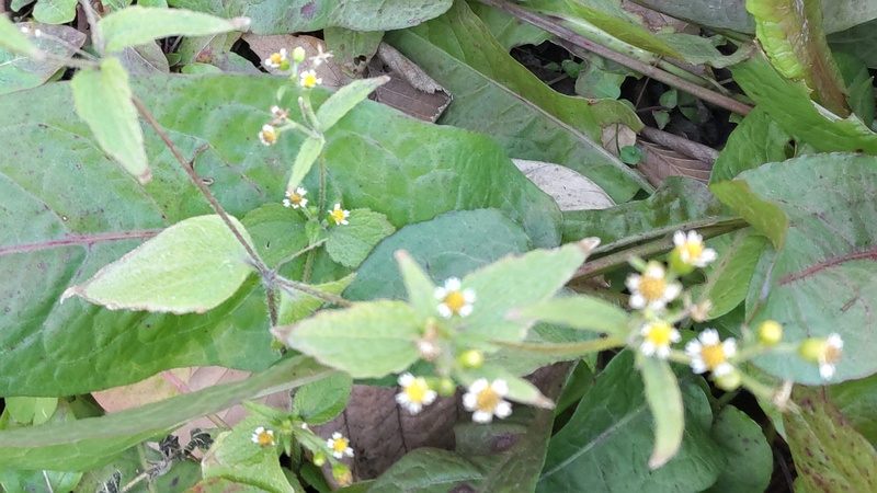 ハキダメギクの花 東京都大田区平和島公園