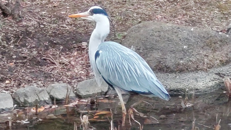 アオサギ 東京都大田区平和の森公園