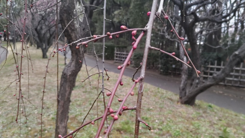 ウメの蕾 東京都大田区平和の森公園