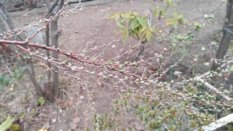 ユキヤナギの蕾 東京都大田区平和島公園