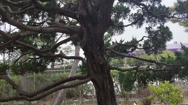 カイヅカイブキ 東京都大田区平和島公園