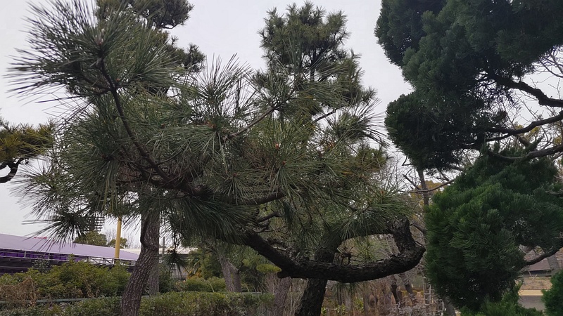 クロマツとカイヅカイブキ 東京都大田区平和島公園