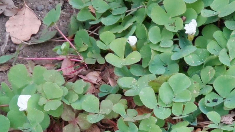 ミヤマカタバミの花 東京都大田区平和島公園