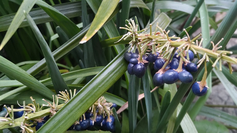 ノシランの果実 東京都大田区平和島公園