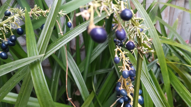 ノシランの果実 東京都大田区平和島公園