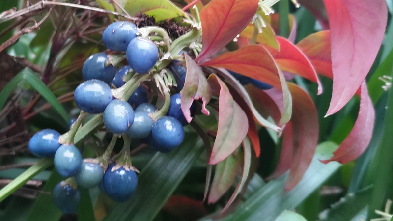 ノシランの果実 東京都大田区平和島公園
