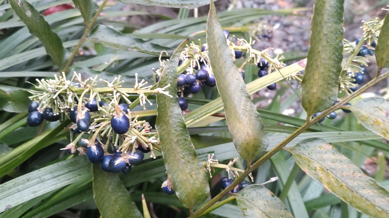 ノシランの果実 東京都大田区平和島公園