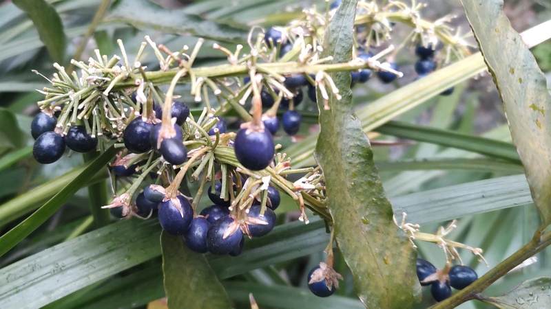 ノシランの果実 東京都大田区平和島公園