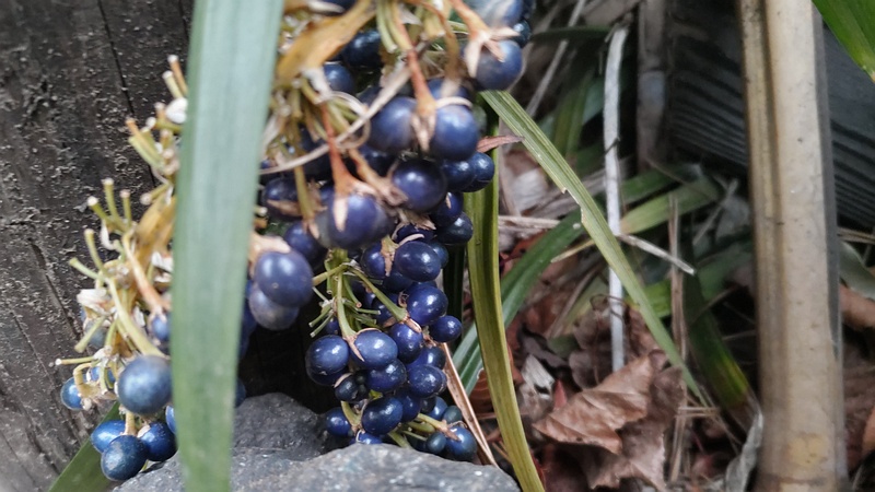 ノシランの果実 東京都大田区平和島公園
