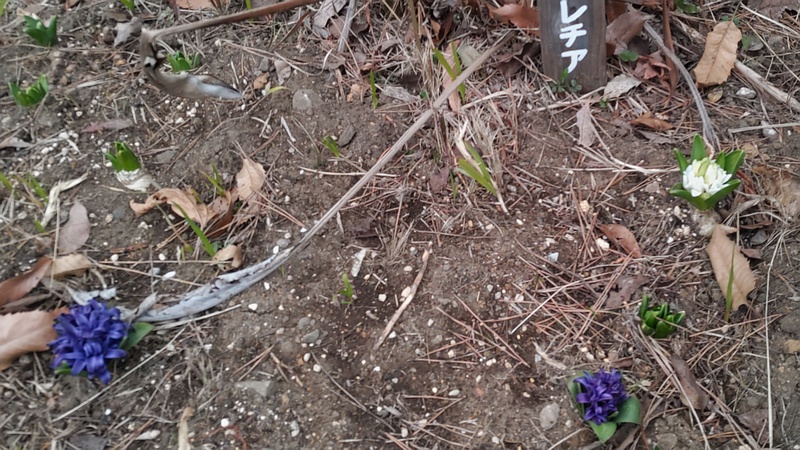 ヒヤシンスの花 東京都大田区平和島公園