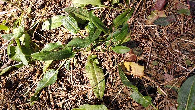 エゾノギシギシ 横浜市旭区希望が丘ふれあいの森公園