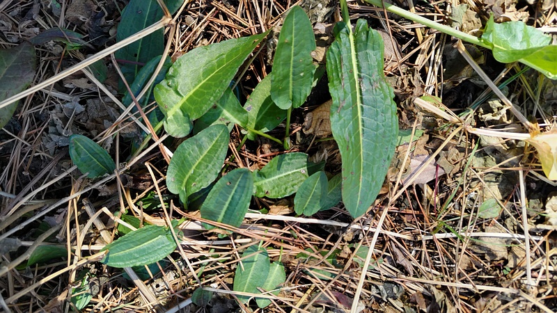 エゾノギシギシ 横浜市旭区希望が丘ふれあいの森公園