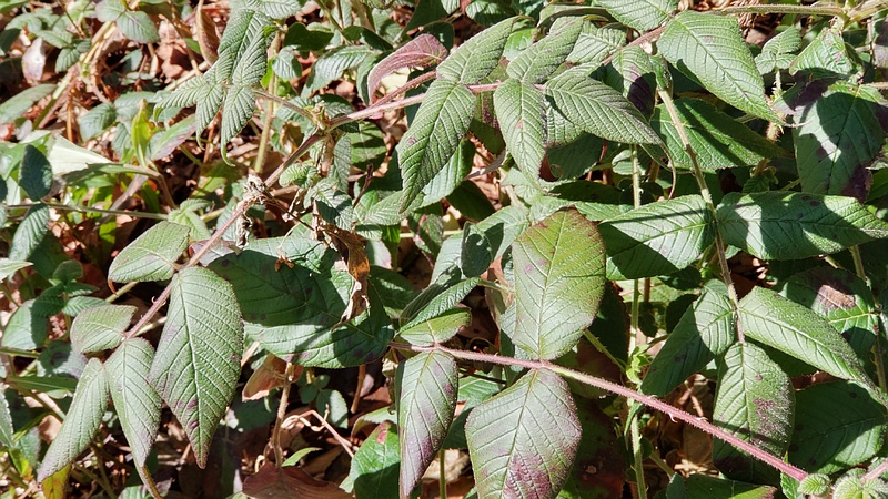 クサイチゴ 横浜市旭区希望が丘水の森公園