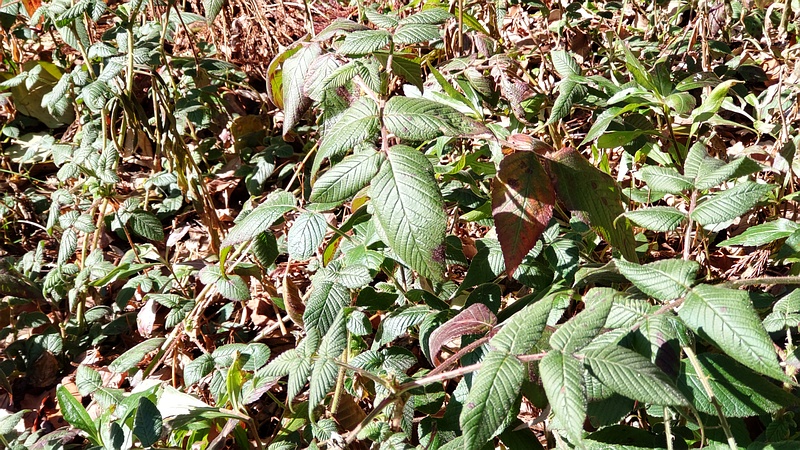クサイチゴ 横浜市旭区希望が丘水の森公園