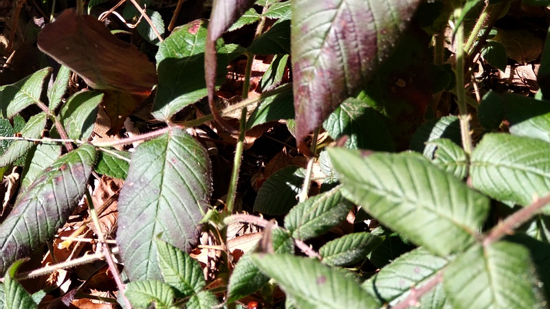 クサイチゴ 横浜市旭区希望が丘水の森公園
