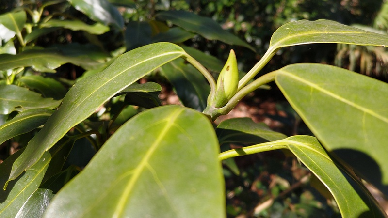 アオキの雌木の蕾 横浜市旭区希望が丘水の森公園