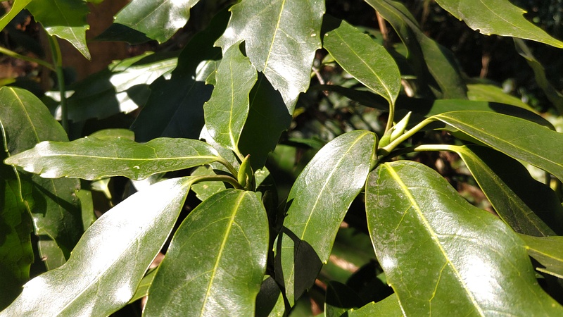 アオキの雌木の蕾 横浜市旭区希望が丘水の森公園
