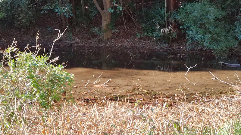 湧水池 横浜市旭区希望が丘水の森公園