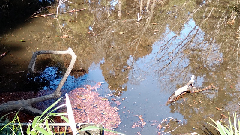 湧水池 横浜市旭区希望が丘水の森公園