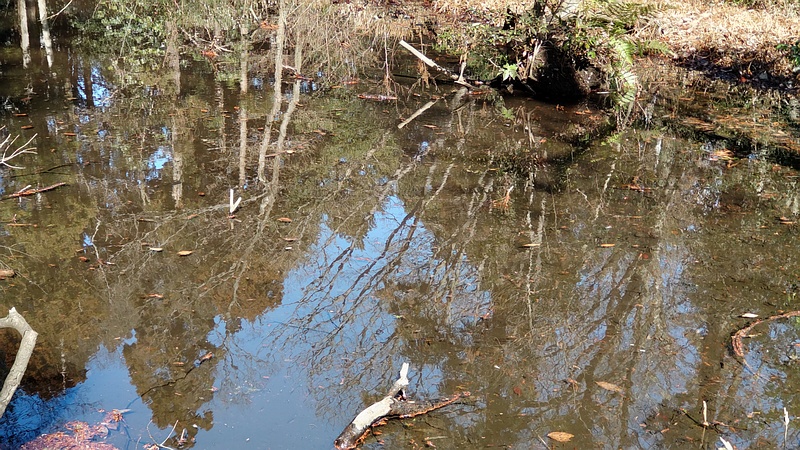 湧水池 横浜市旭区希望が丘水の森公園