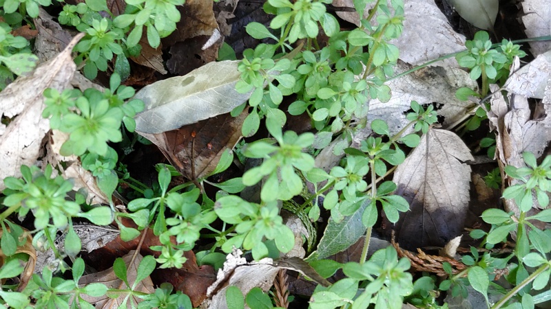 ヤエムグラの若葉 横浜市旭区希望が丘水の森公園