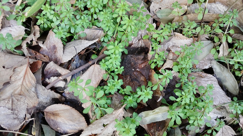 ヤエムグラの若葉 横浜市旭区希望が丘水の森公園