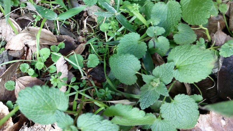 ヒメオドリコソウの若葉 横浜市旭区希望が丘水の森公園
