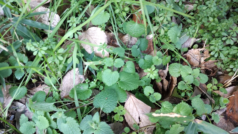 ヤエムグラとヒメオドリコソウの若葉 横浜市旭区希望が丘水の森公園