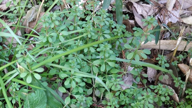 ヤエムグラの若葉 横浜市旭区希望が丘水の森公園