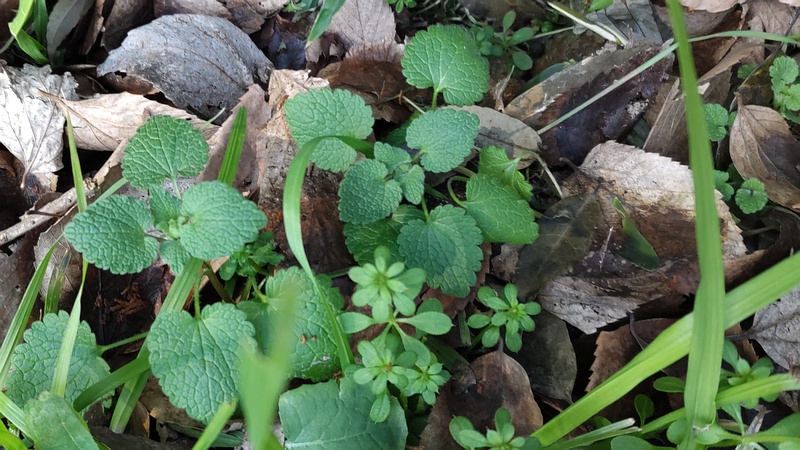 ヒメオドリコソウの若葉 横浜市旭区希望が丘水の森公園