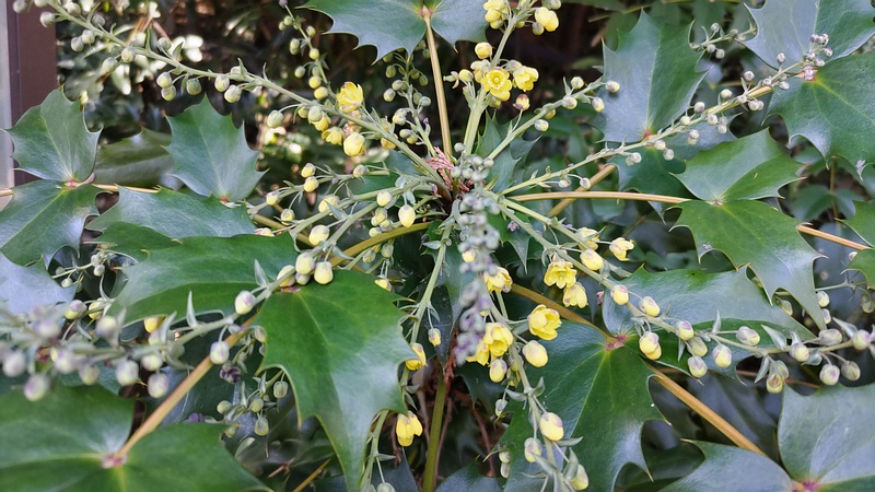 ヒイラギナンテンの花 横浜市旭区希望が丘水の森公園