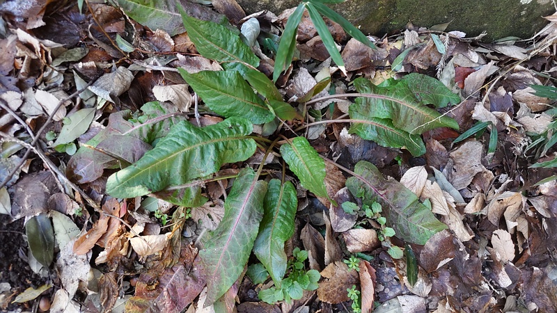 エゾノギシギシ 横浜市旭区希望が丘水の森公園