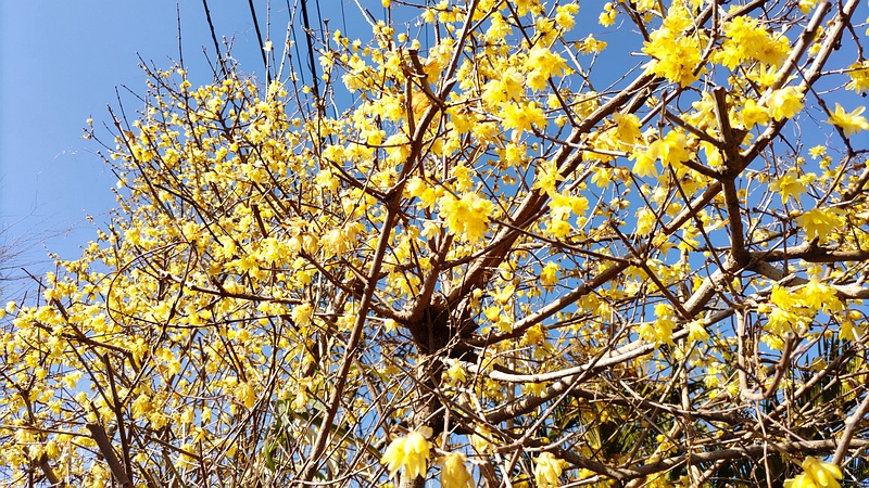 ロウバイの花 横浜市旭区中希望が丘