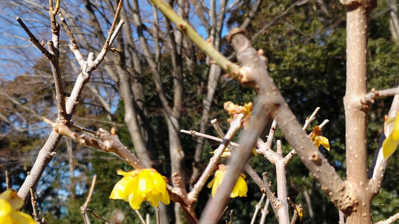ロウバイの花と枝 横浜市旭区中希望が丘