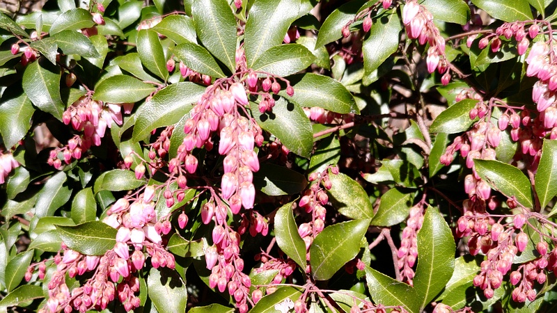 アセビの蕾 横浜市瀬谷区長屋門公園