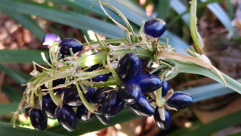 ノシランの果実 横浜市瀬谷区長屋門公園