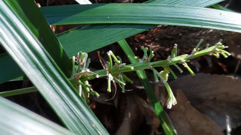 ノシランの花柄？ 横浜市瀬谷区長屋門公園
